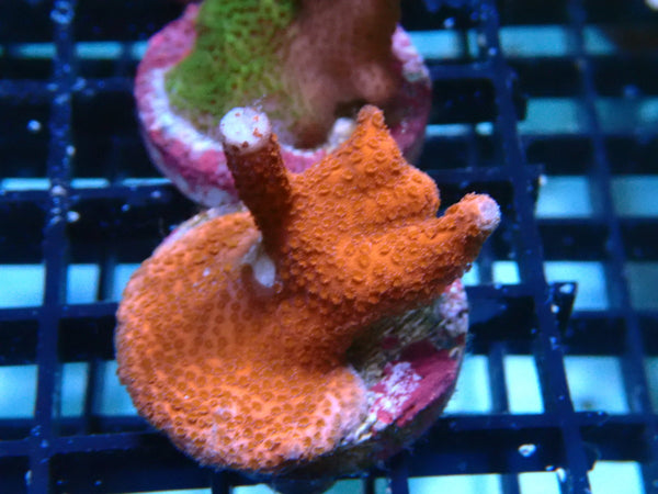 Sustainable Reefs Monti Digitata Pink