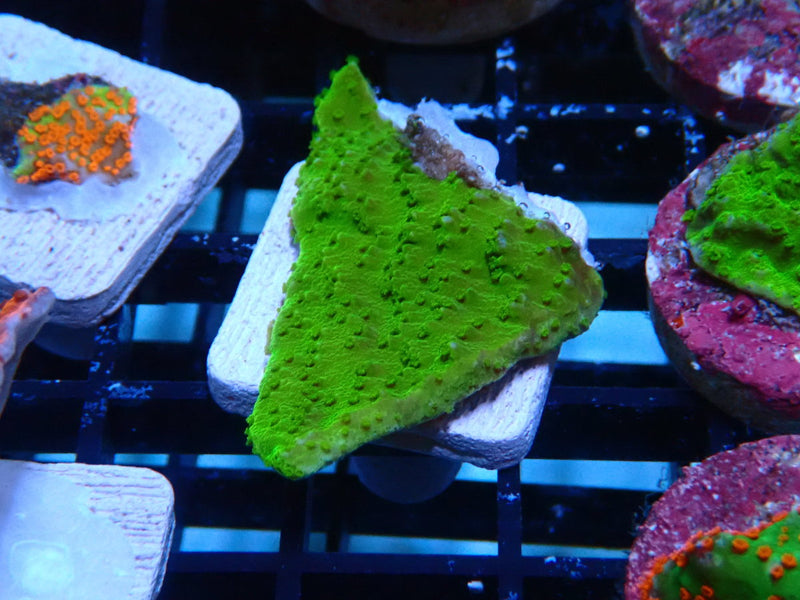 Sustainable Reefs Scrolling Monti Frag