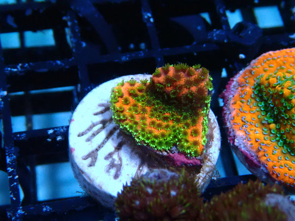 Sustainable Reefs Monti Frag