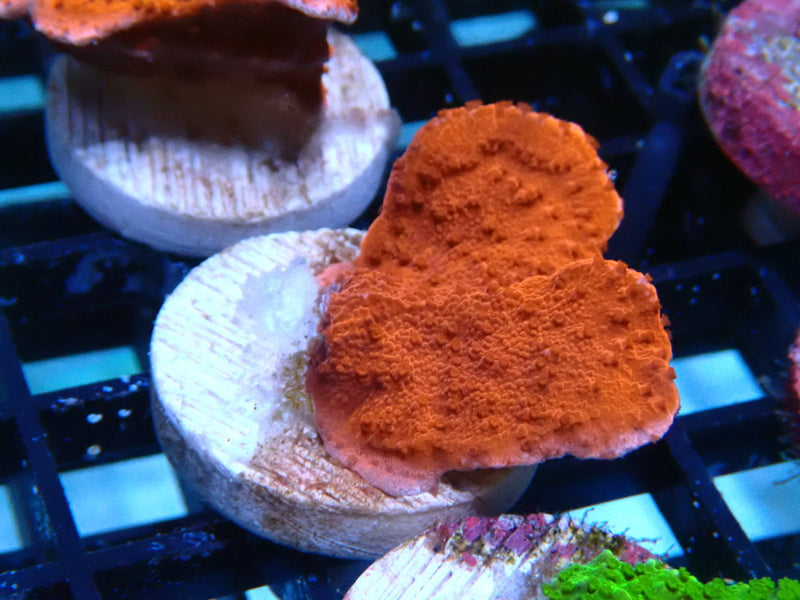 Sustainable Reefs Scrolling Monti Frag