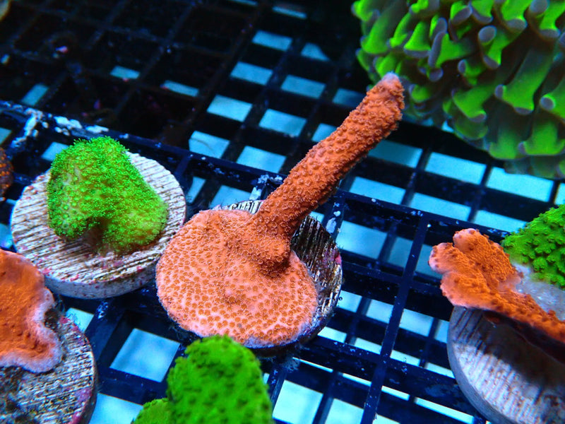 Sustainable Reefs Monti Digitata Pink