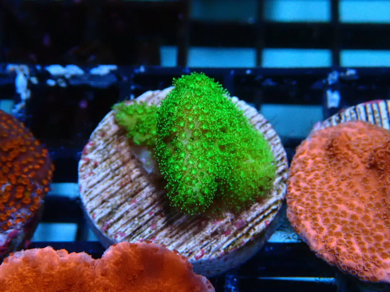 Sustainable Reefs Pocillopora Green