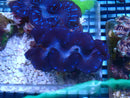 Clam Tridacna Maxima  Blue Lightning 10-14cm