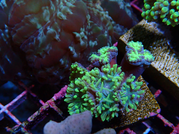 WA Duncanopsammia Finger Coral