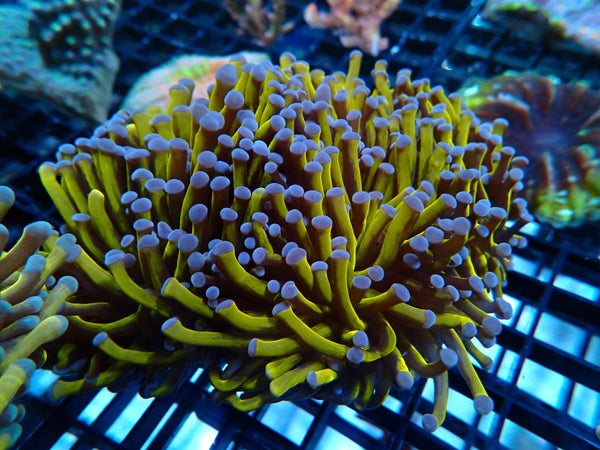 QLD Gold Torch 3 heads