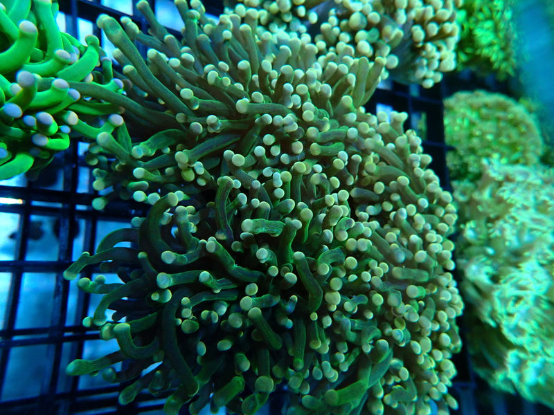 QLD Torch Multihead