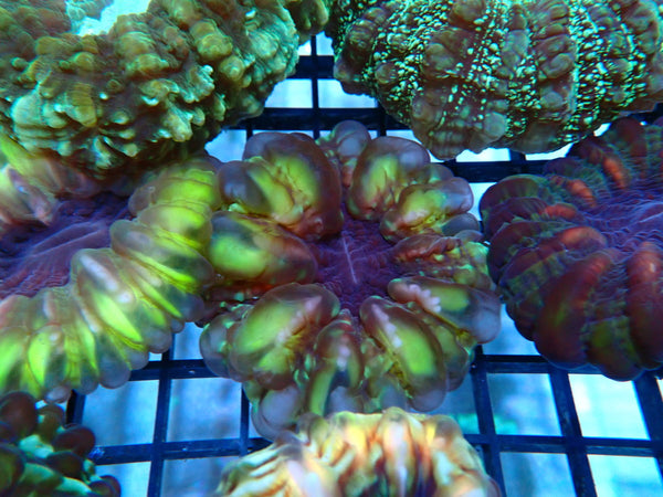 Cynarina small-med