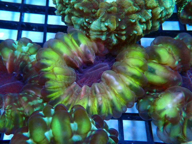 Cynarina small-med