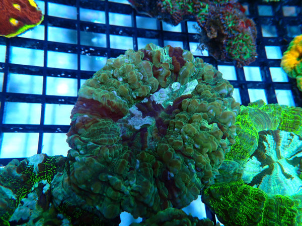 Green Desh medium