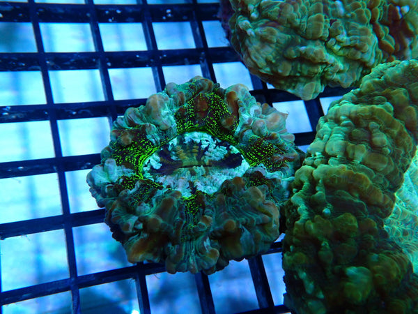 Speckle Green Desh small-medium