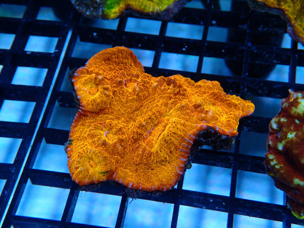Orange Chalice small