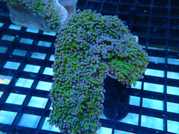 Reverse Frogspawn medium