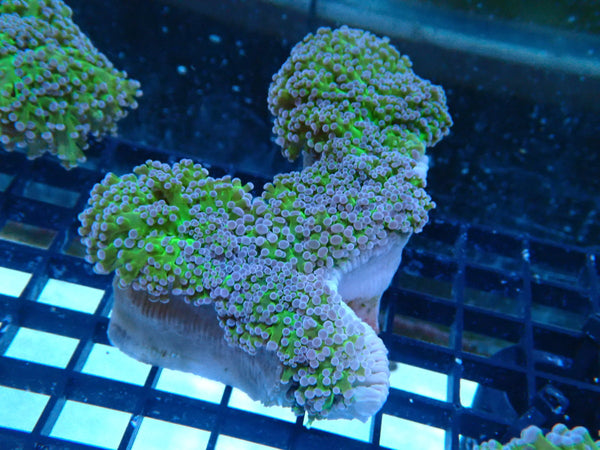 Reverse Frogspawn medium