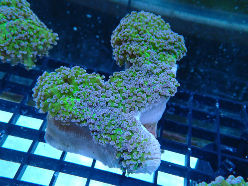 Reverse Frogspawn medium