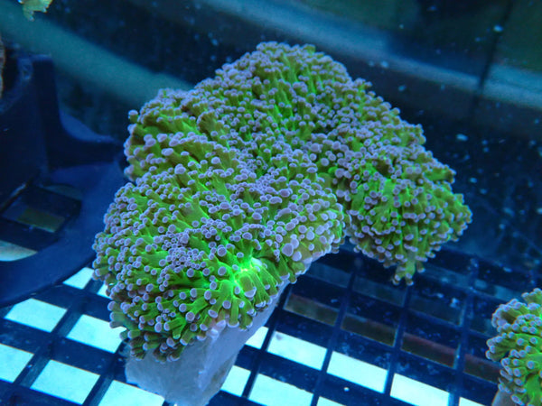 Reverse Frogspawn medium