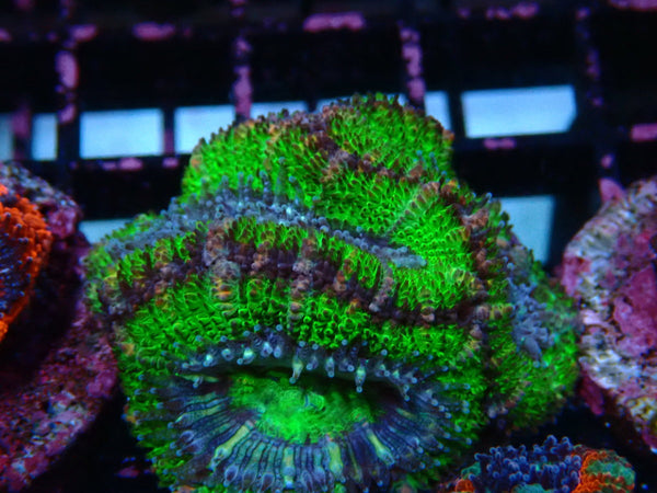 Acan Frag Special Price!