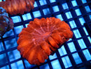 Red Cynarina Medium
