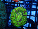 Trachy green