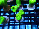 Toxic Green Candy Cane Frag