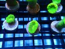 Toxic Green Candy Cane Frag