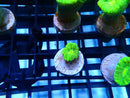 Toxic Green Candy Cane Frag