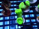 Toxic Green Candy Cane Frag