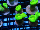 Toxic Green Candy Cane Frag