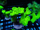 Toxic Green Candy Cane Frag