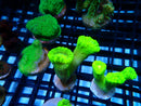 Toxic Green Candy Cane Frag