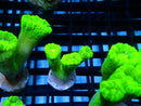 Toxic Green Candy Cane Frag