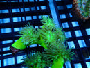 Duncan Finger coral frag