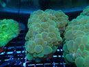 Green Bubble Coral medium