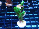 Poci Frag