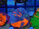 Monsoon Aquatics Superman Scoly frag