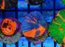 Monsoon Aquatics Superman Scoly frag