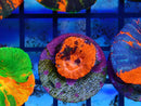 Monsoon Aquatics Scoly frag