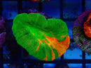 Ultra Scoly Unique