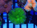 Ricordea Bright Green