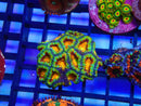 Ultra Acan Rock