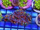 Ultra Acan Rock