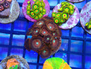 WA Zoa Frag