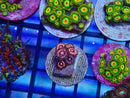 Zoa Frag Pink Zipper