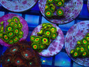 Zoa Frag Rasta