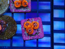 Zoa Frag Utter Chaos