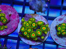 Zoa Frag Rasta