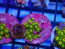 Zoa Frag Rasta