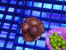 WA Zoa Frag