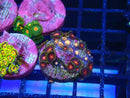 Sustainable Reefs Zoa Frag