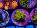 Sustainable Reefs Zoa Frag