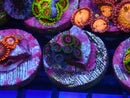 Sustainable Reefs Zoa Frag